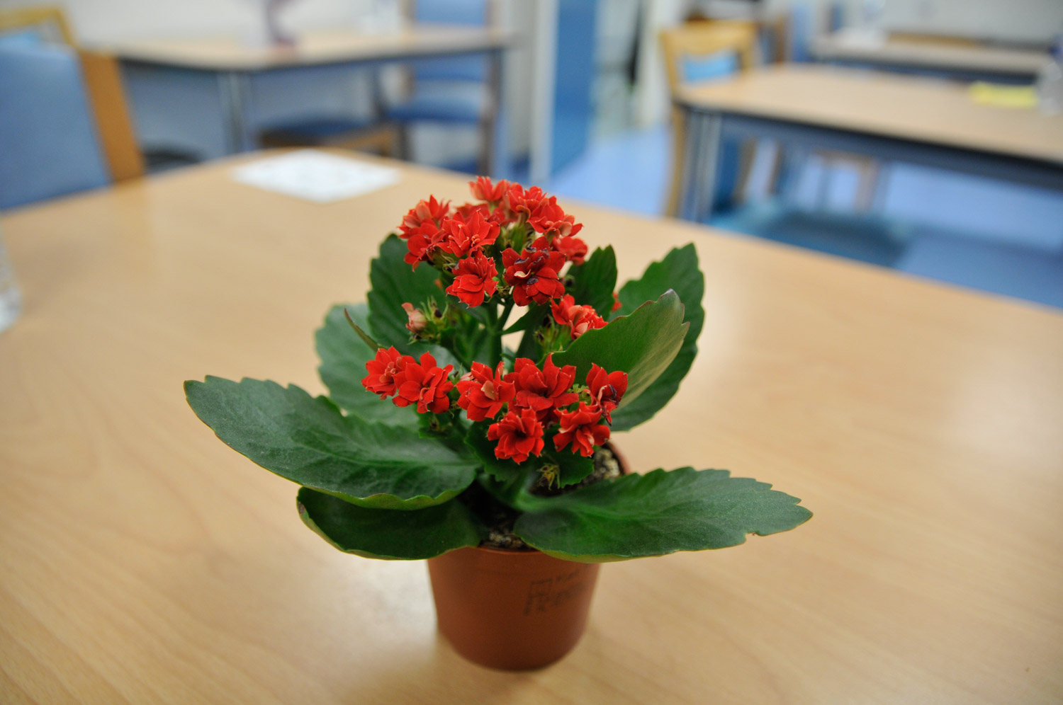 « Non les violoncelles, c’est encore trop fort ! »